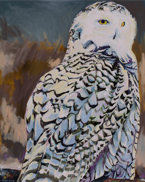 Juvenile Snowy Owl, Maine
