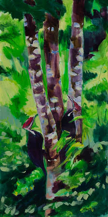Pileated Woodpeckers, Rangeley Maine